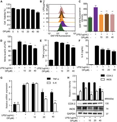 Oleuropein Attenuates Lipopolysaccharide-Induced Acute Kidney Injury In Vitro and In Vivo by Regulating Toll-Like Receptor 4 Dimerization